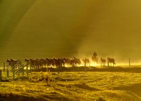 Naraty Grassland